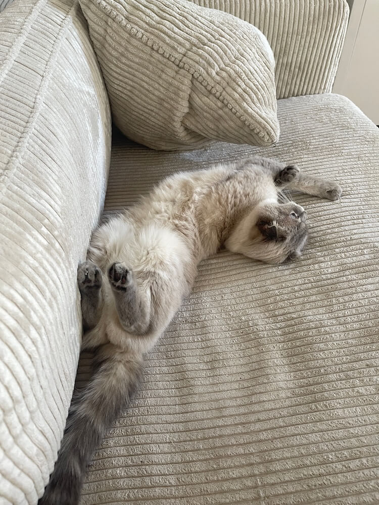 Cats